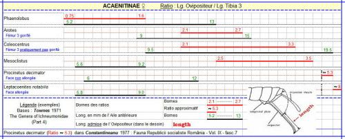 Acaenitinae divers